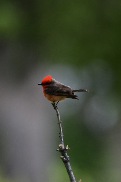 ベニタイランチョウ - ML452897211