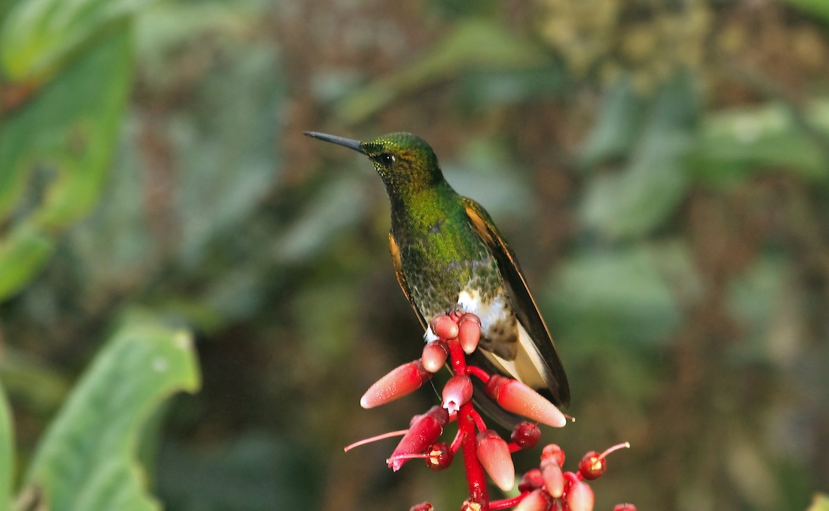 kolibřík žlutoocasý - ML45289871