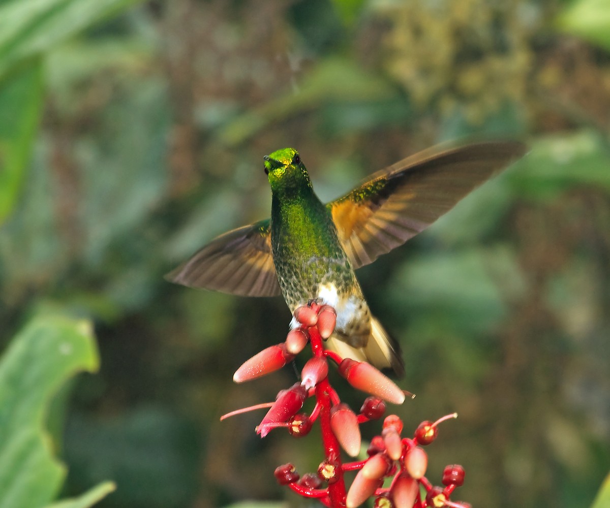 kolibřík žlutoocasý - ML45289881