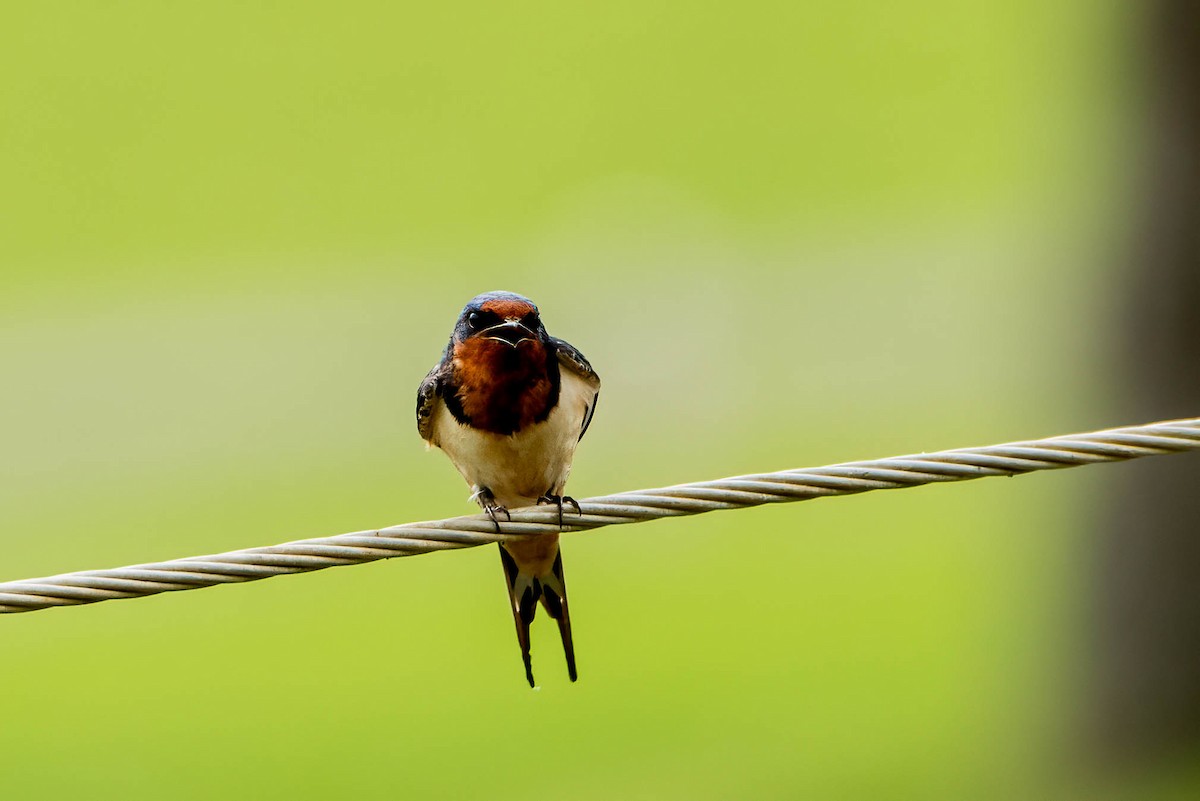 Barn Swallow - ML452898811