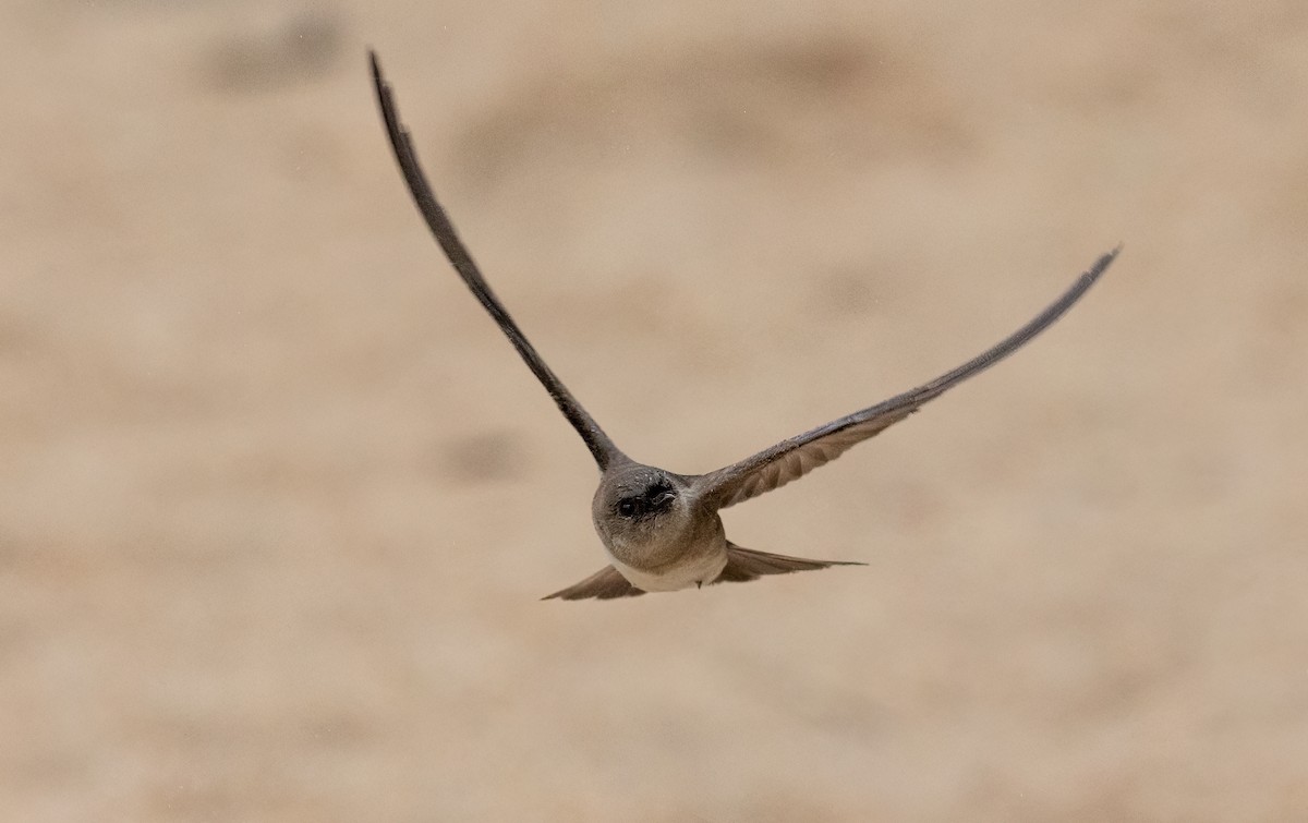 Golondrina Aserrada - ML452898901