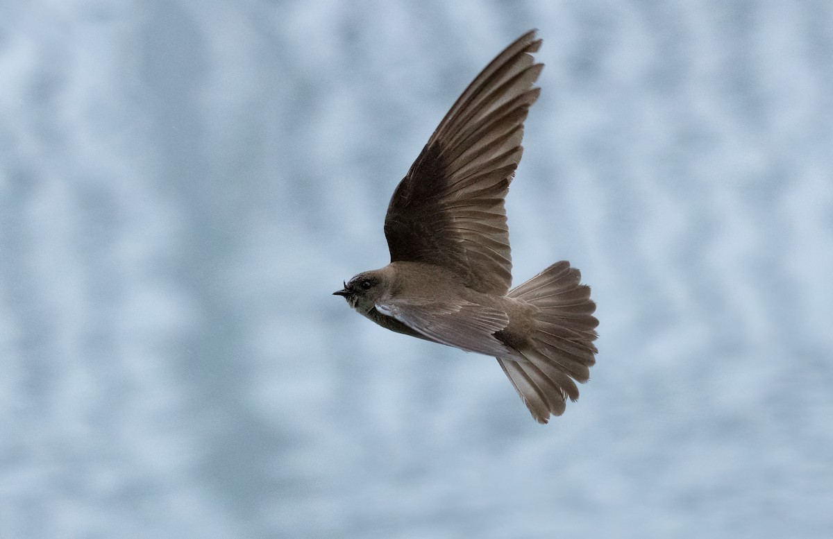 Golondrina Aserrada - ML452898911