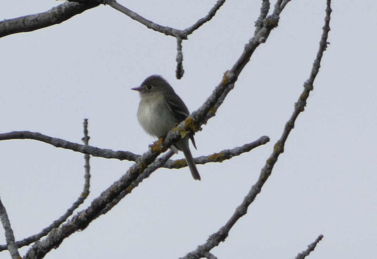 Least Flycatcher - ML452899501