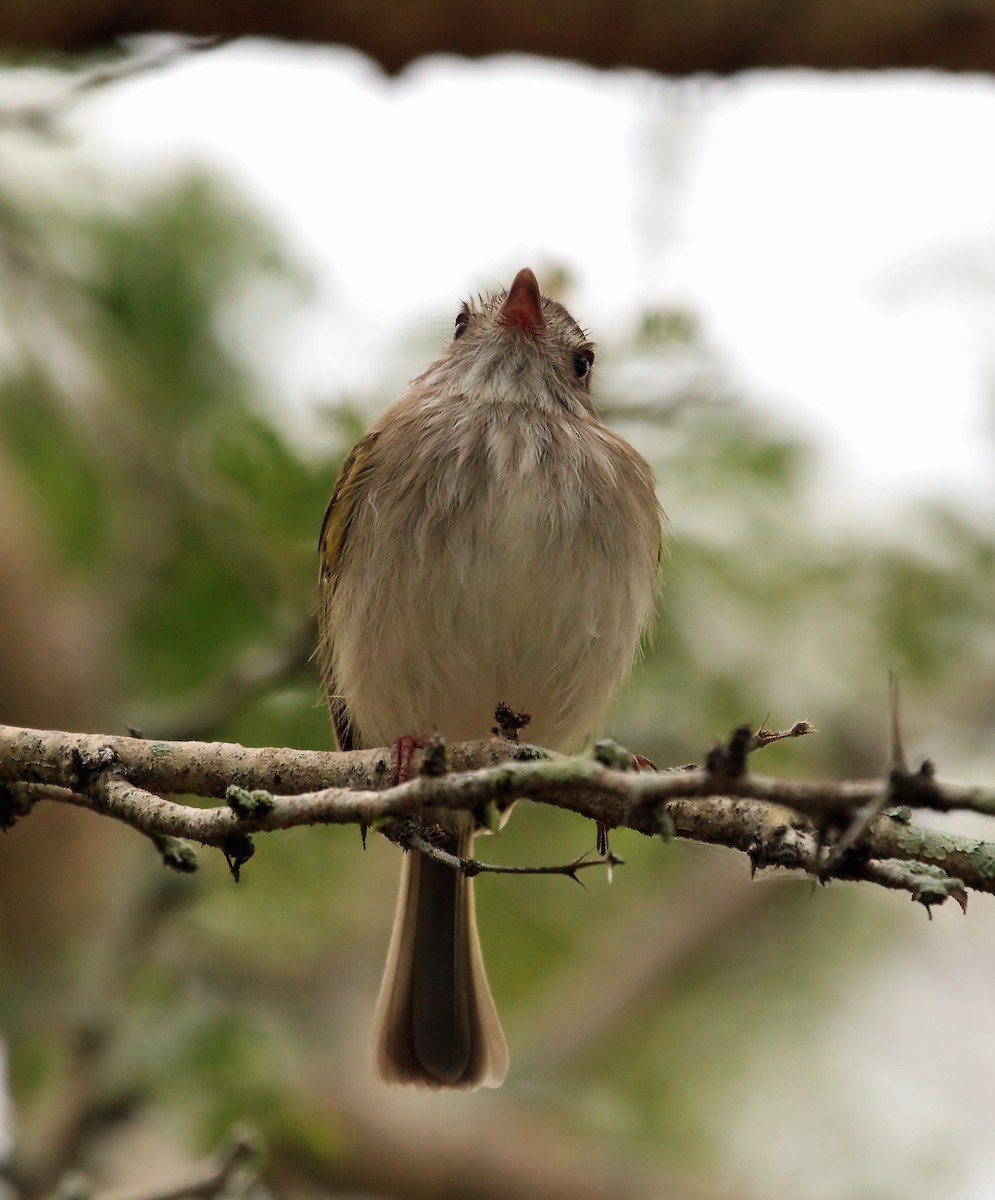 Pearly-vented Tody-Tyrant - ML45290001