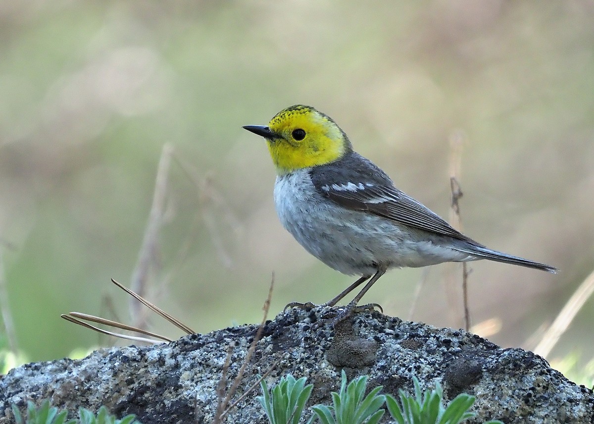 Hermit Warbler - ML452900021