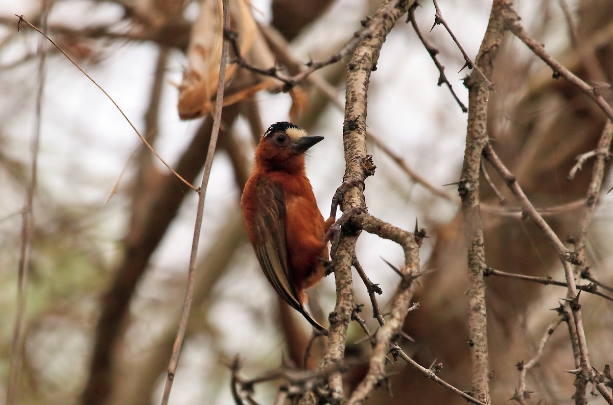 Chestnut Piculet - Nigel Voaden