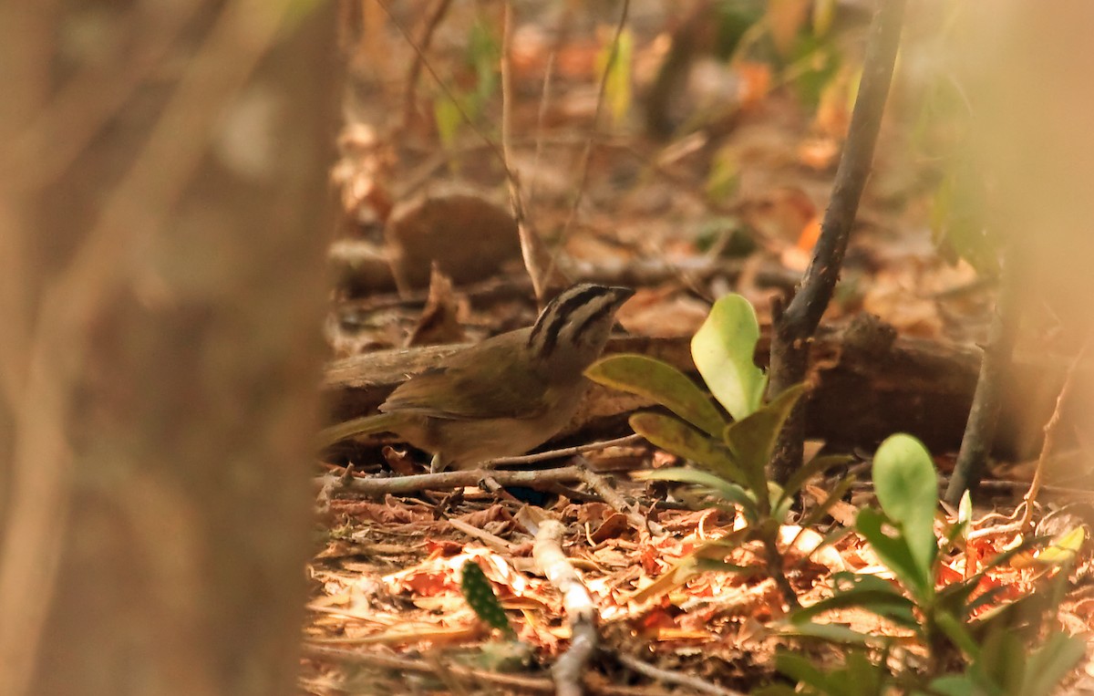 Tocuyo Sparrow - ML45290151