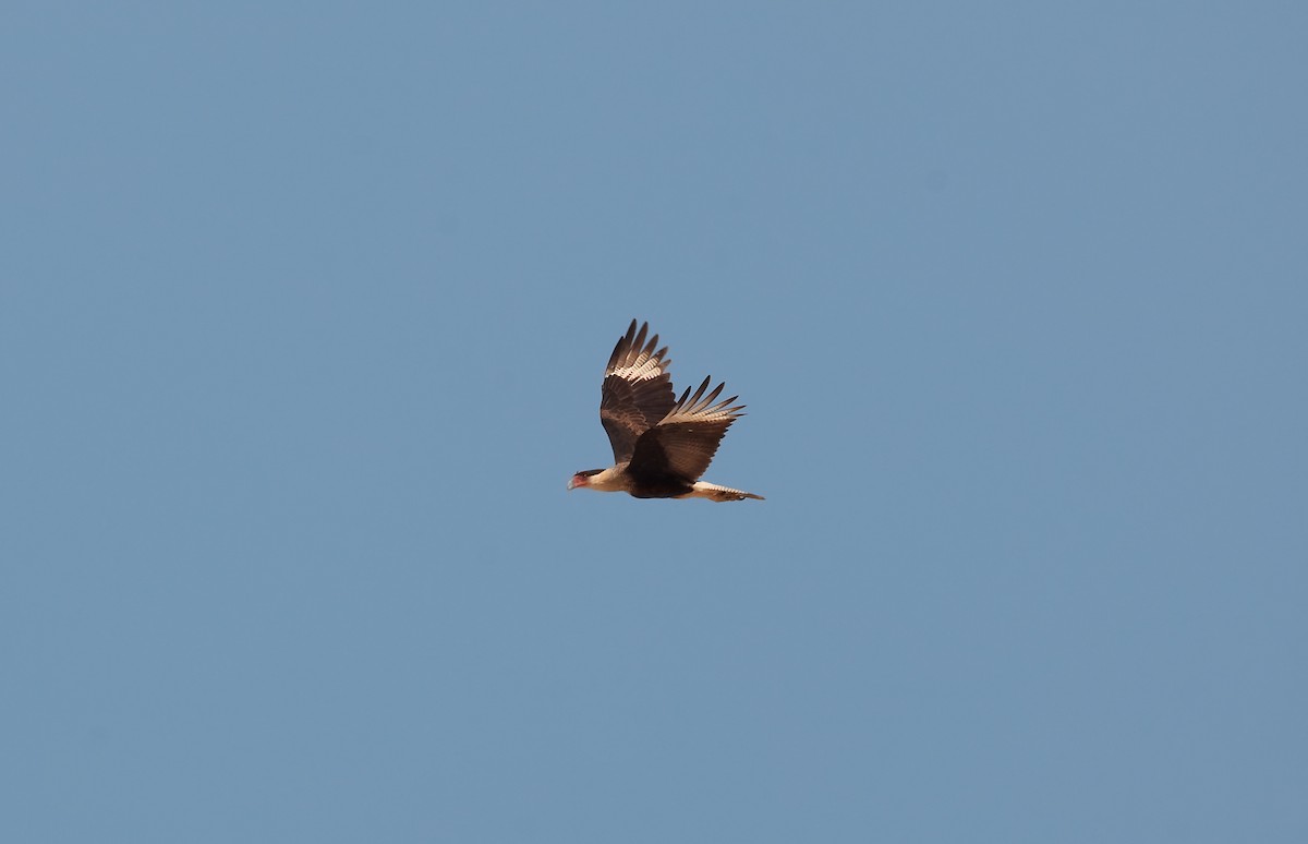 Caracara Carancho (norteño) - ML45290261