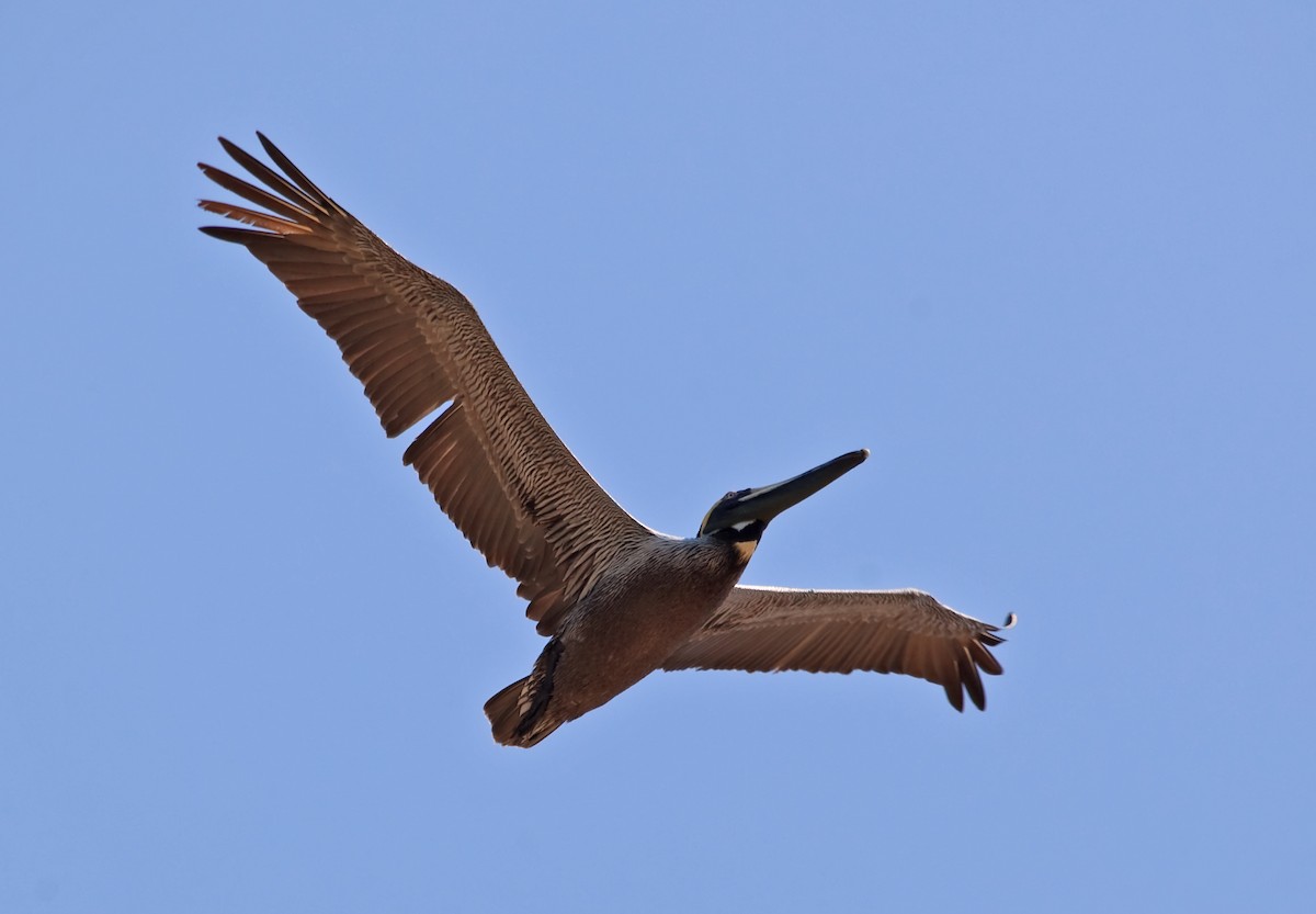 Brown Pelican (Southern) - ML45290371