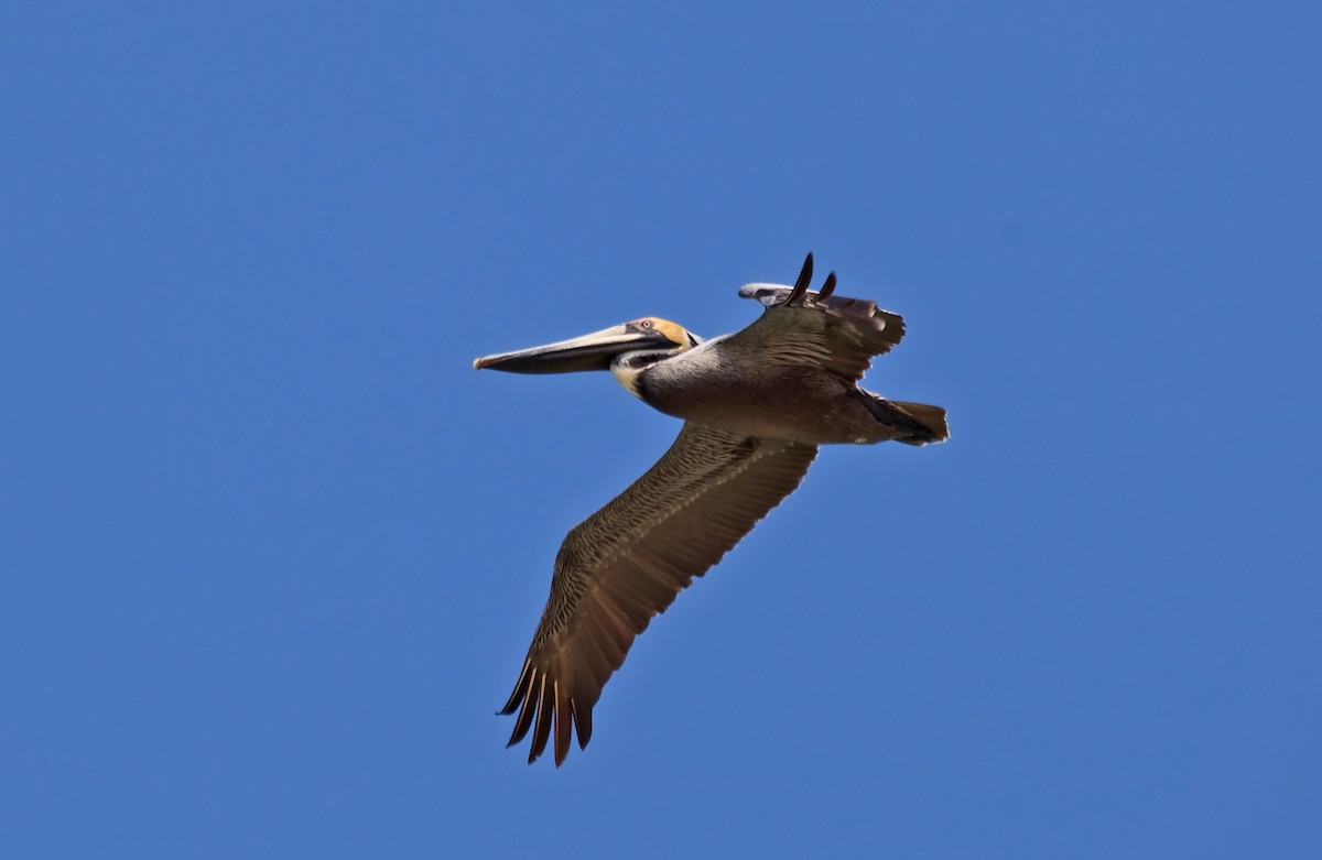 Brown Pelican (Southern) - ML45290381