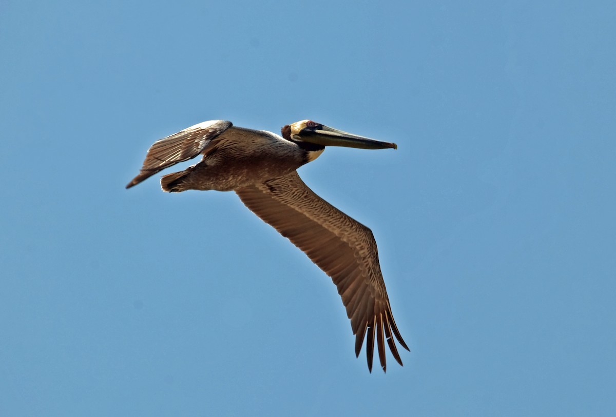 Brown Pelican (Southern) - ML45290391