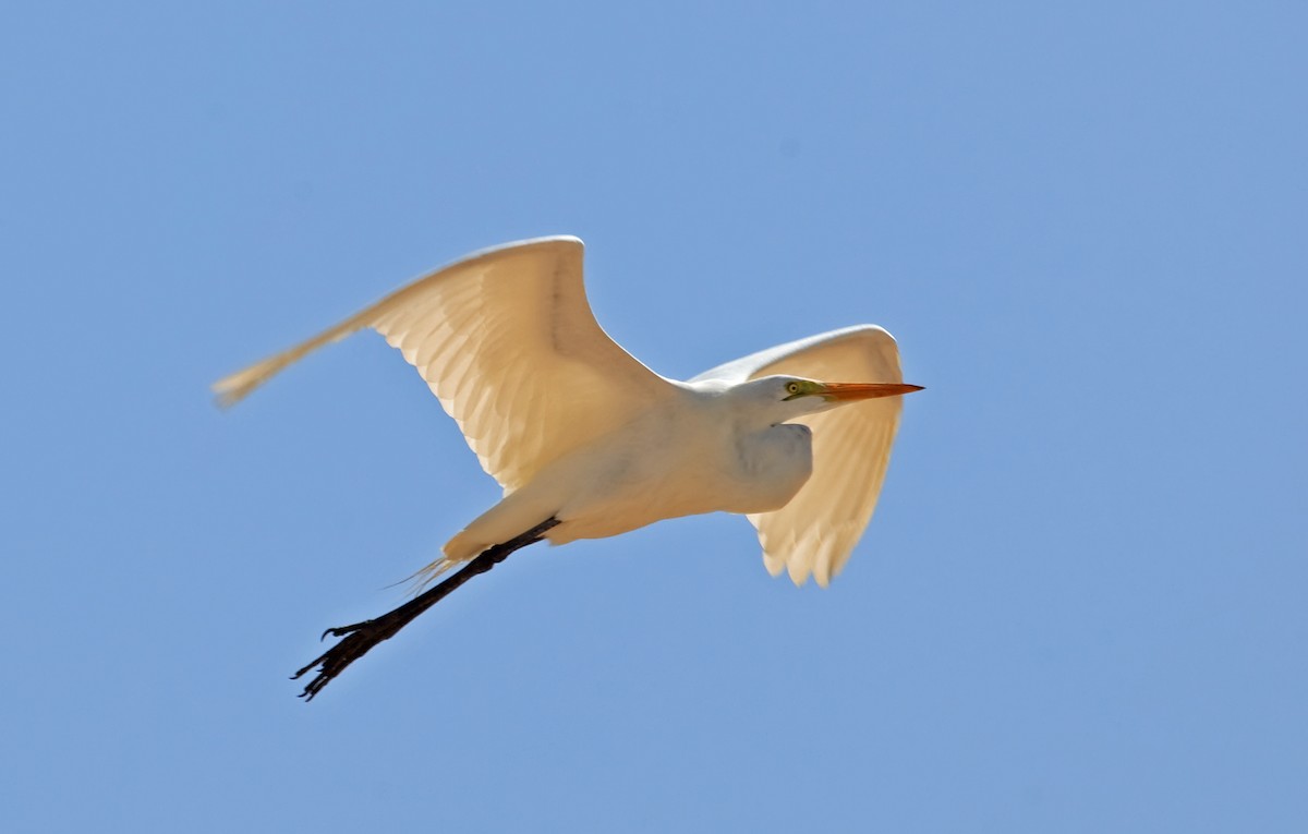 Great Egret (American) - ML45290401