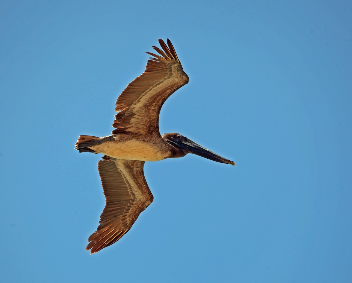 Brown Pelican (Southern) - ML45290421