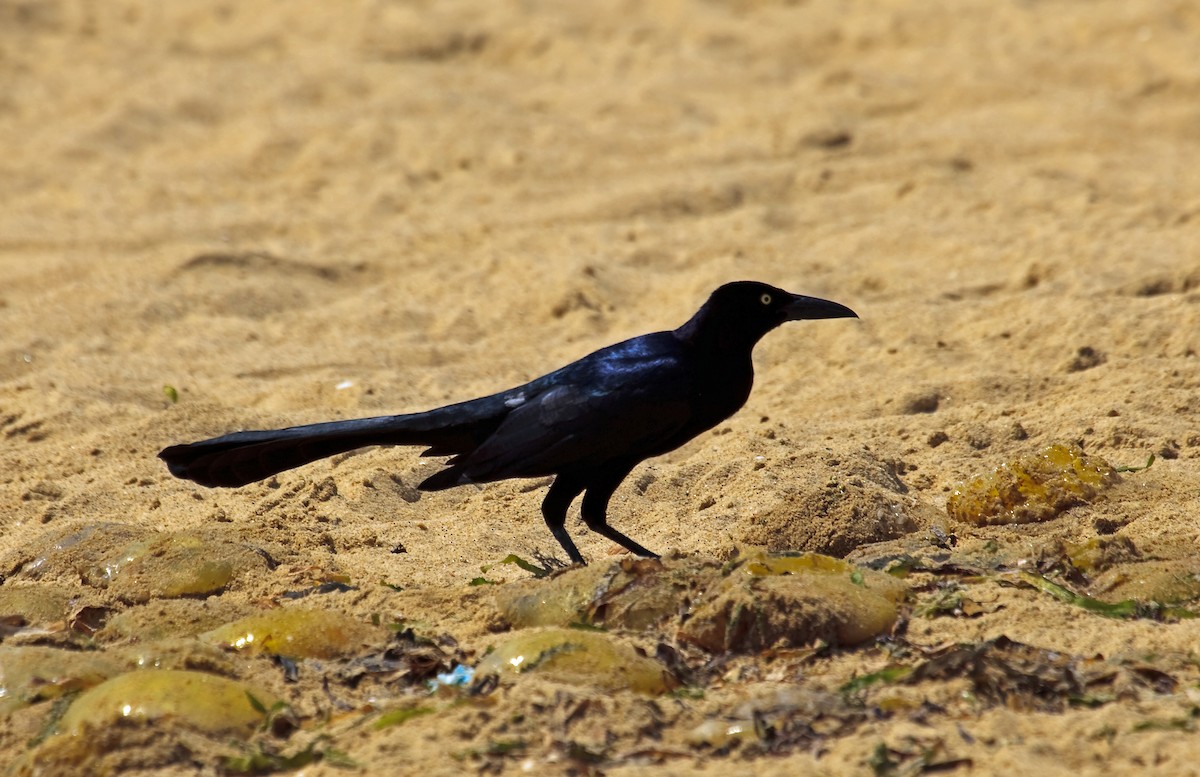 Great-tailed Grackle - ML45290531