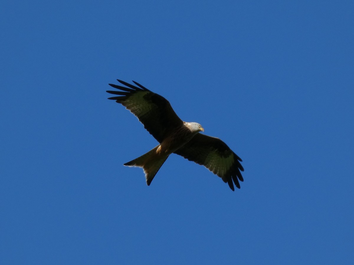 Red Kite - ML452905511
