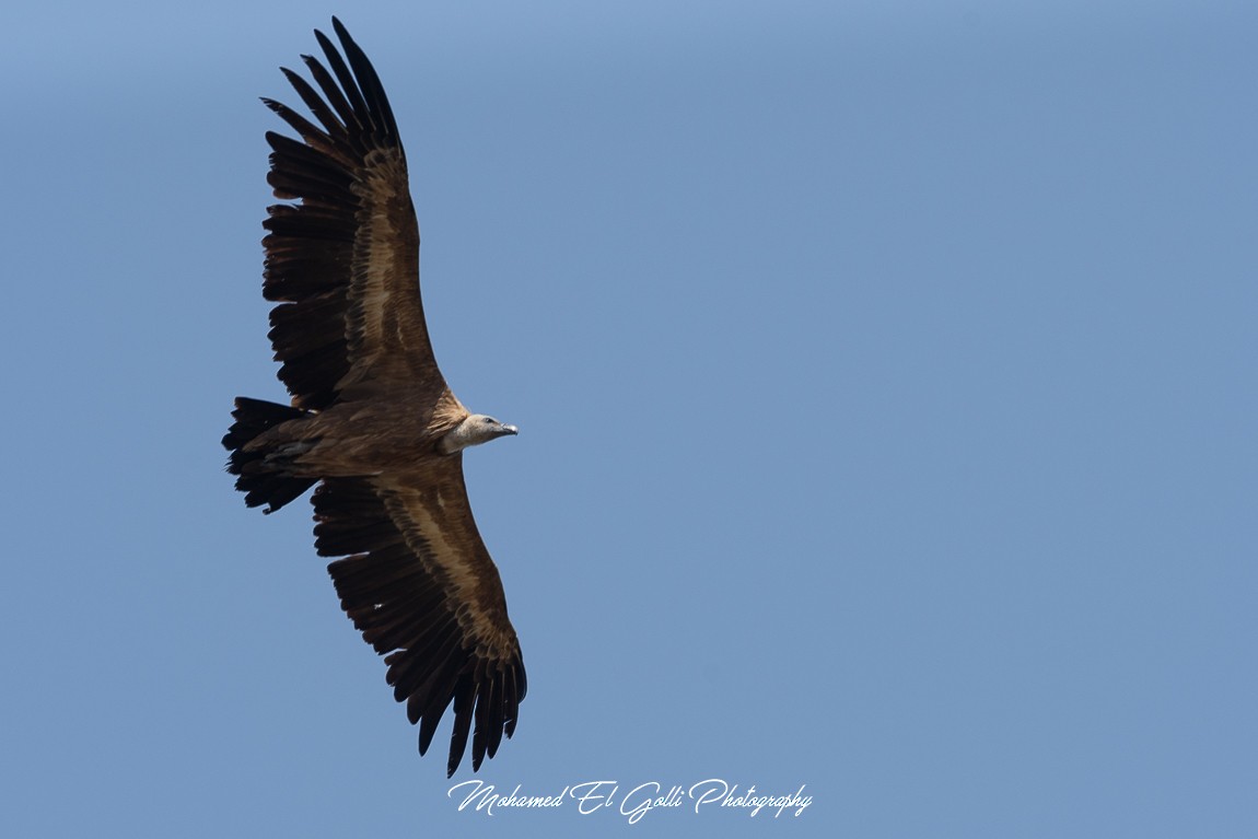 Eurasian Griffon - El Golli  Mohamed