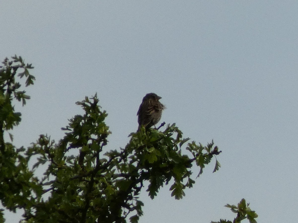 Corn Bunting - ML452906151