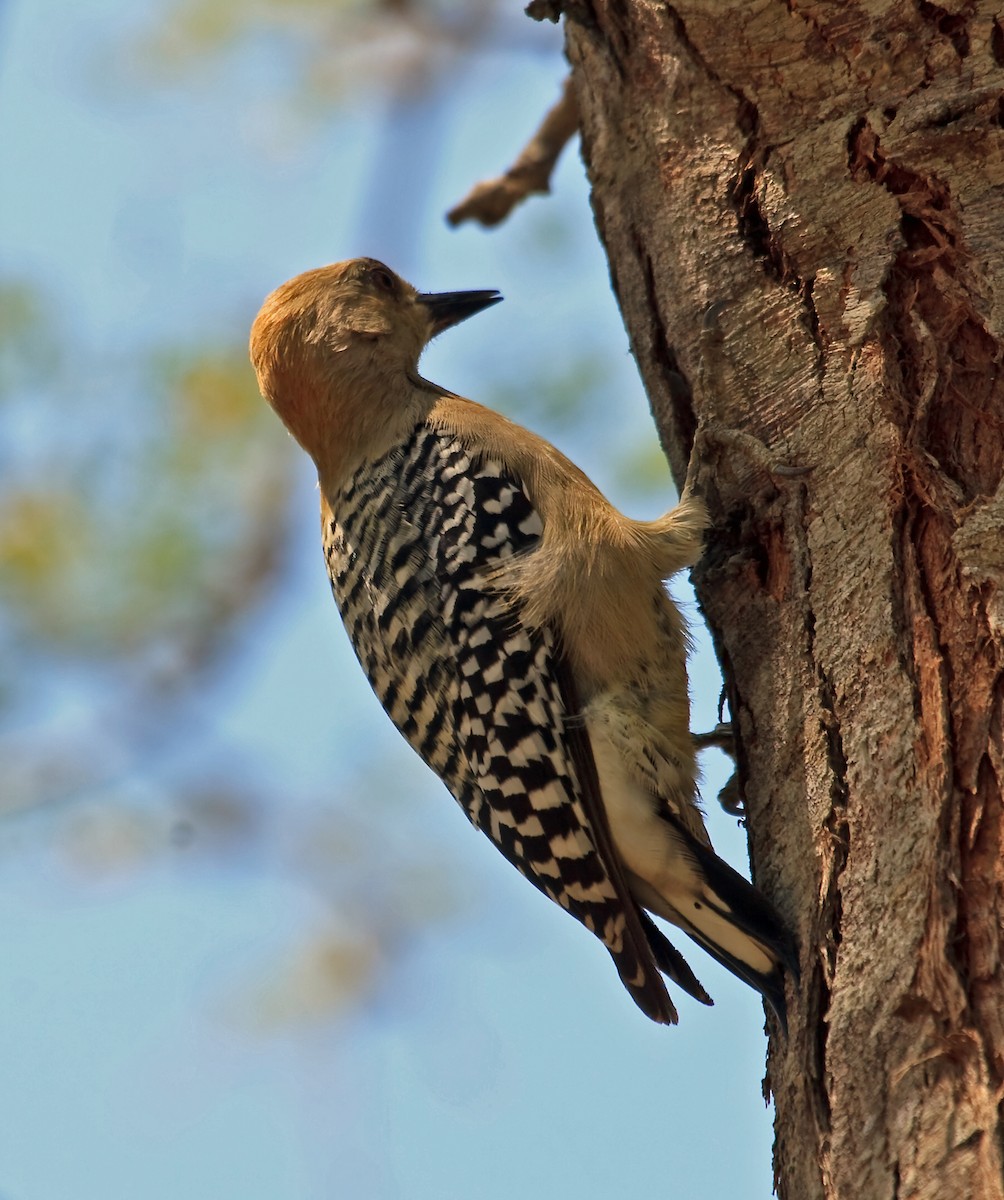 Red-crowned Woodpecker - ML45290671