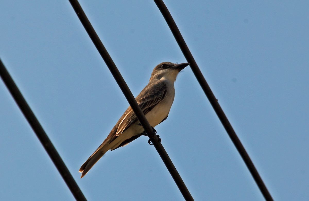 Gray Kingbird - ML45290801