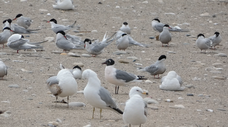 Gaviota Pipizcan - ML452908371