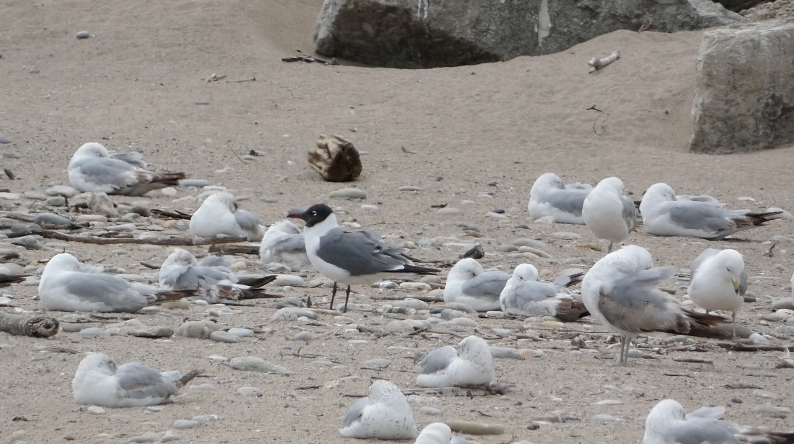 Laughing Gull - ML452908501