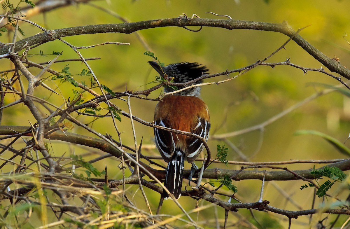 Black-crested Antshrike - ML45290861