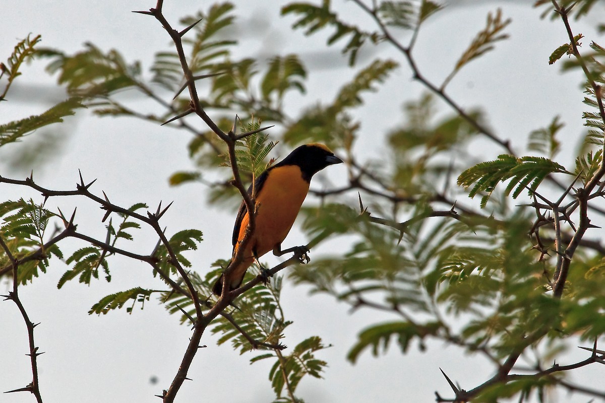 Trinidad Euphonia - ML45290871