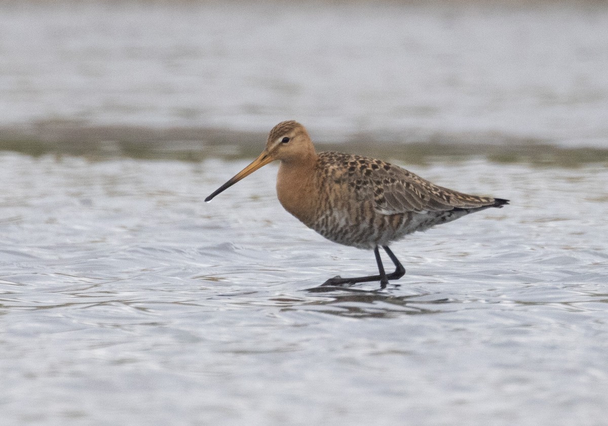 Black-tailed Godwit - ML452910101