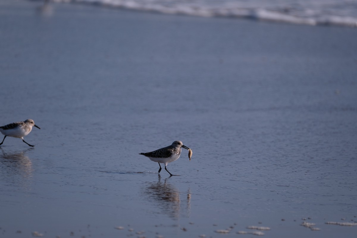 Sanderling - ML452911501