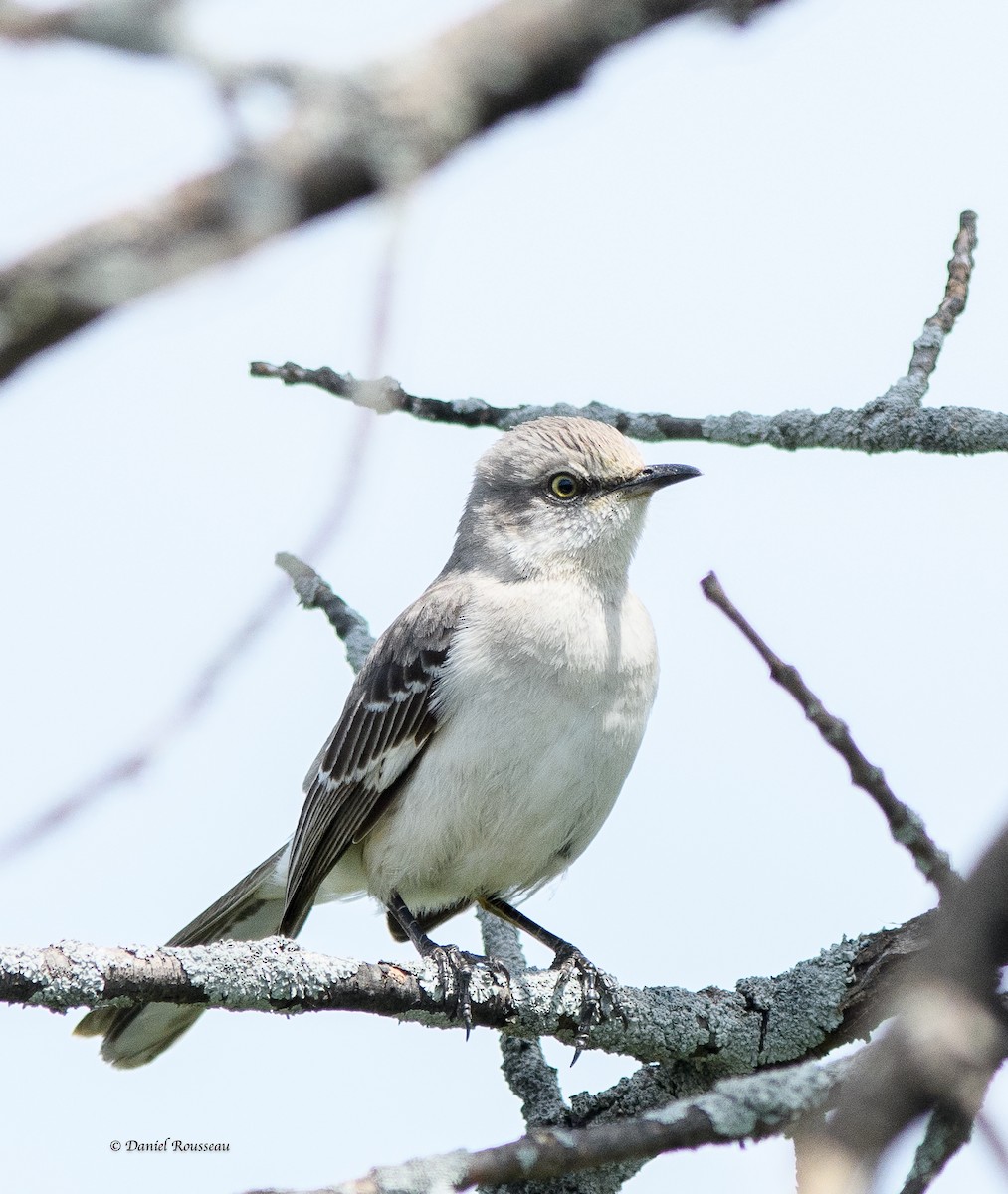 Northern Mockingbird - ML452913931