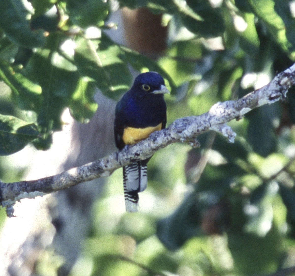 trogon amazonský - ML452913951