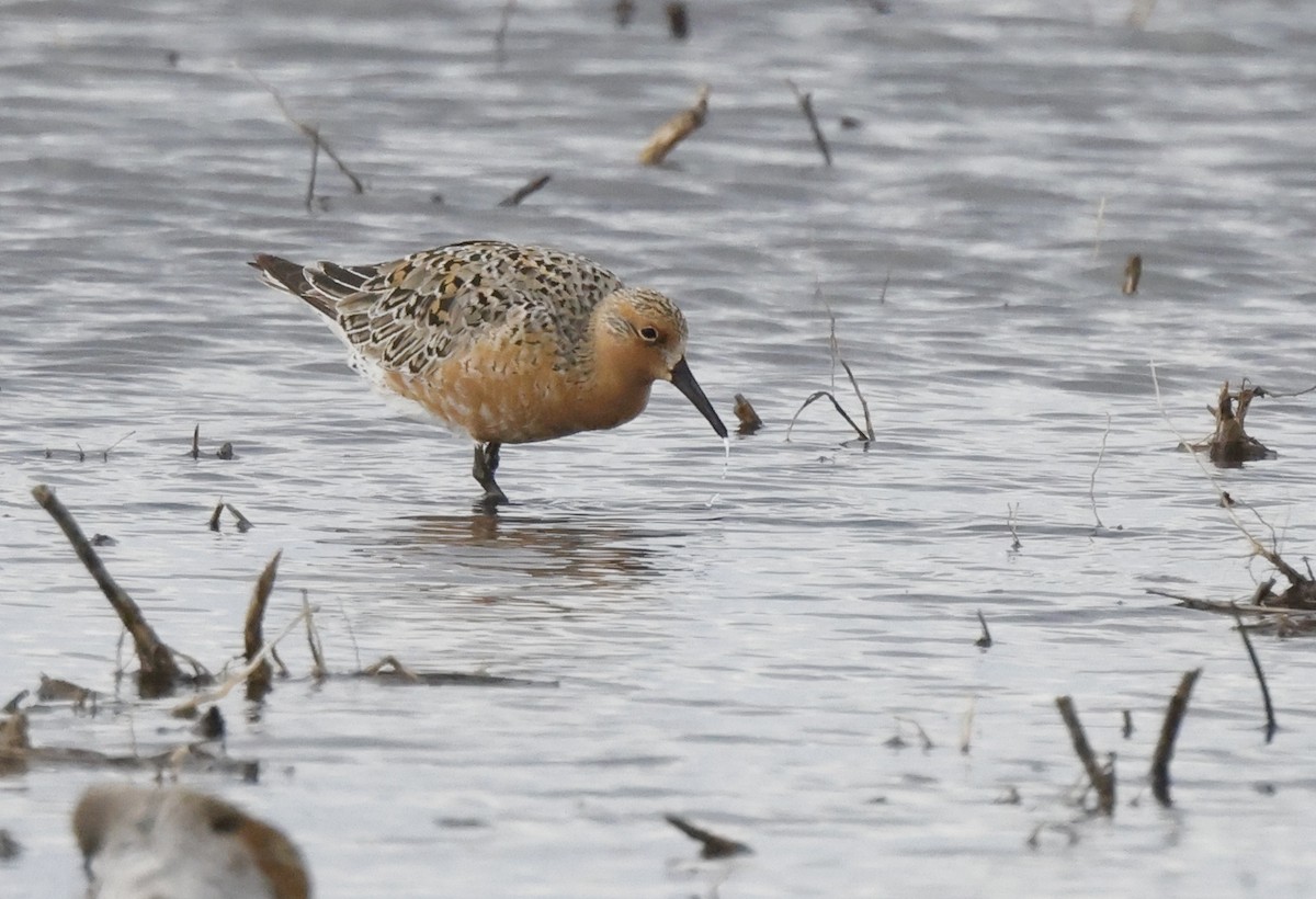 Red Knot - Scott Ray