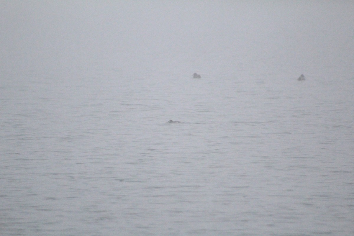 Red-necked Grebe - ML45291411