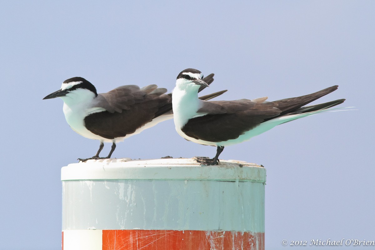 Bridled Tern - ML45291571