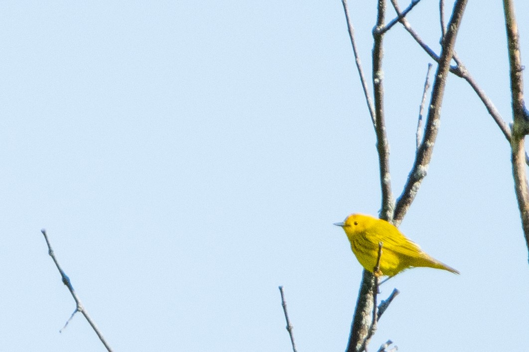 Yellow Warbler - ML452915801
