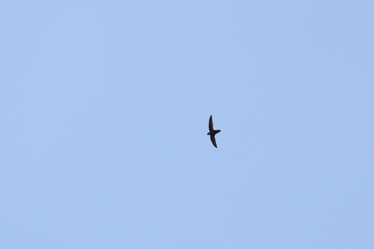 Chimney Swift - ML452916181