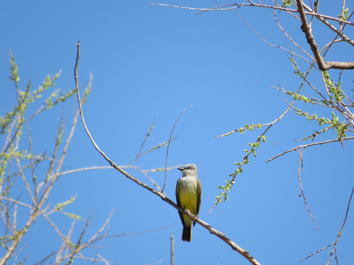 Western Kingbird - ML452916571