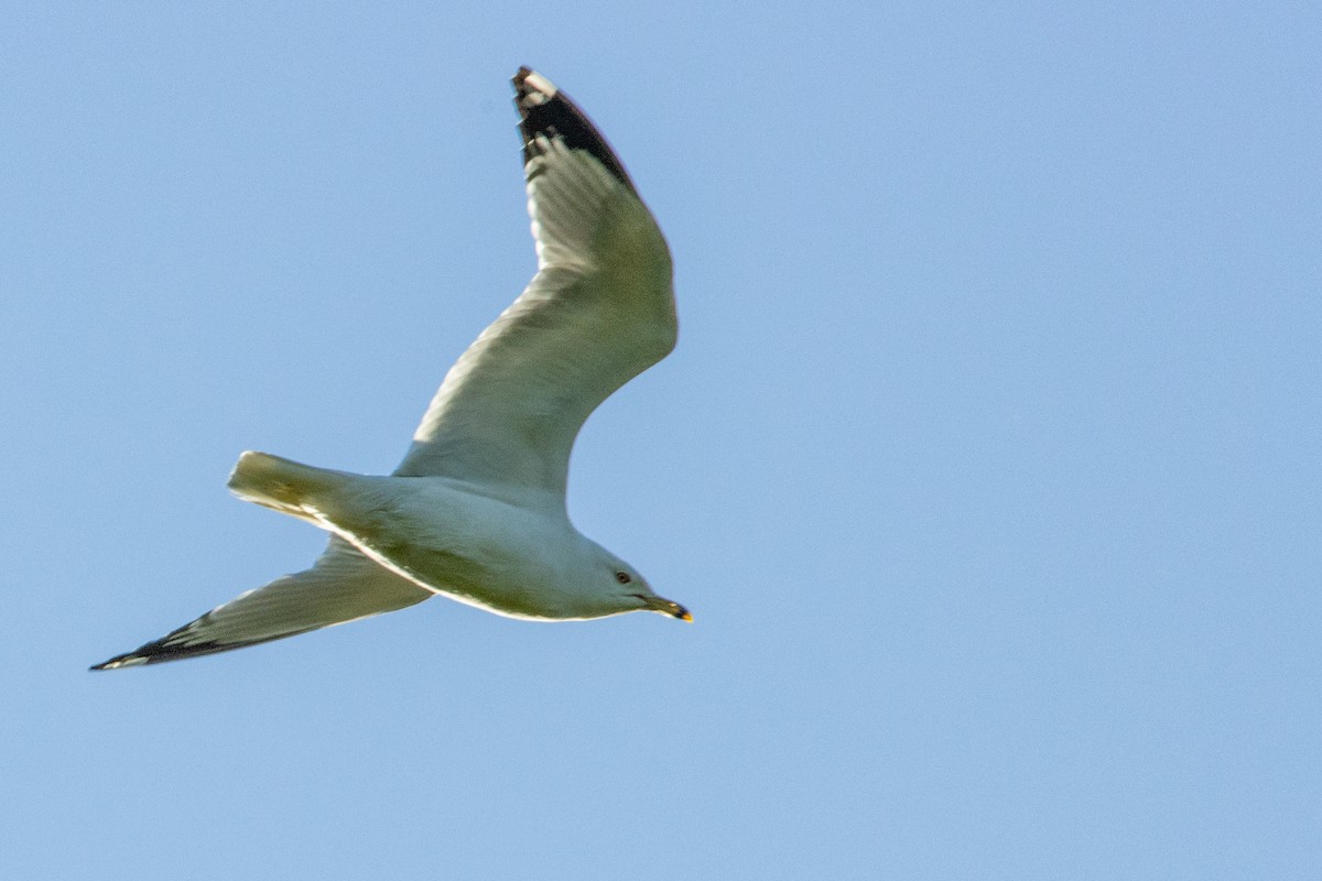 Ring-billed Gull - ML452918181