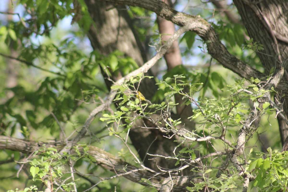 Wilson's Warbler - ML452919161