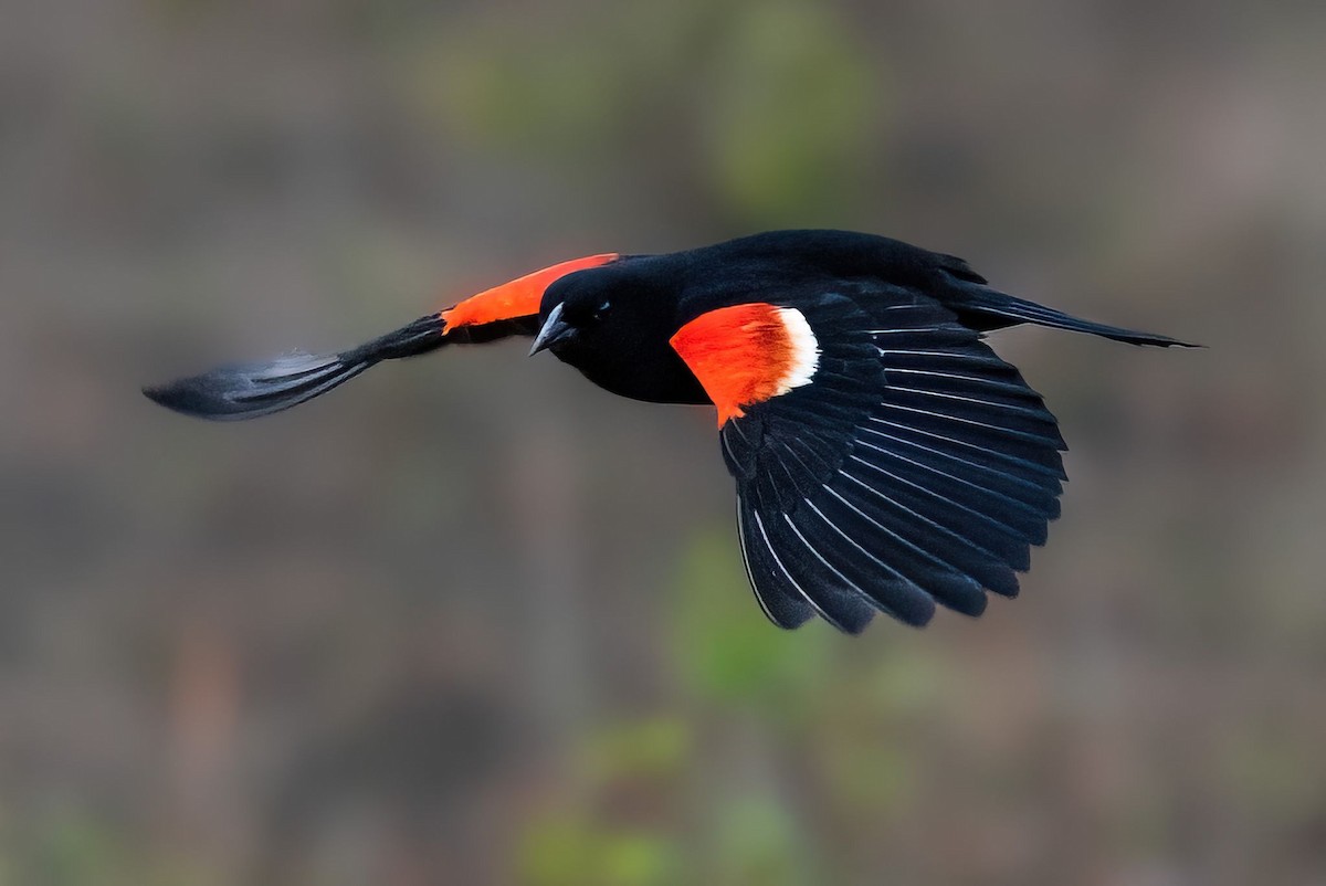 Red-winged Blackbird - ML452919591