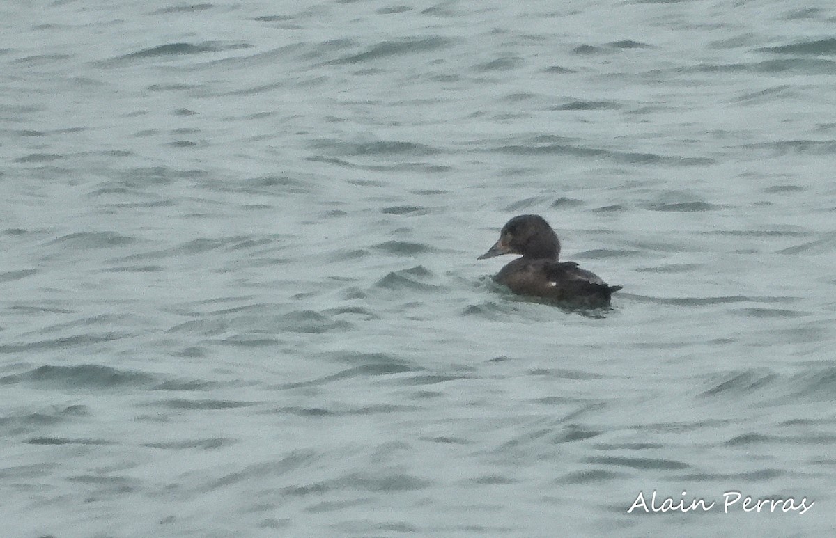 White-winged Scoter - Alain Perras