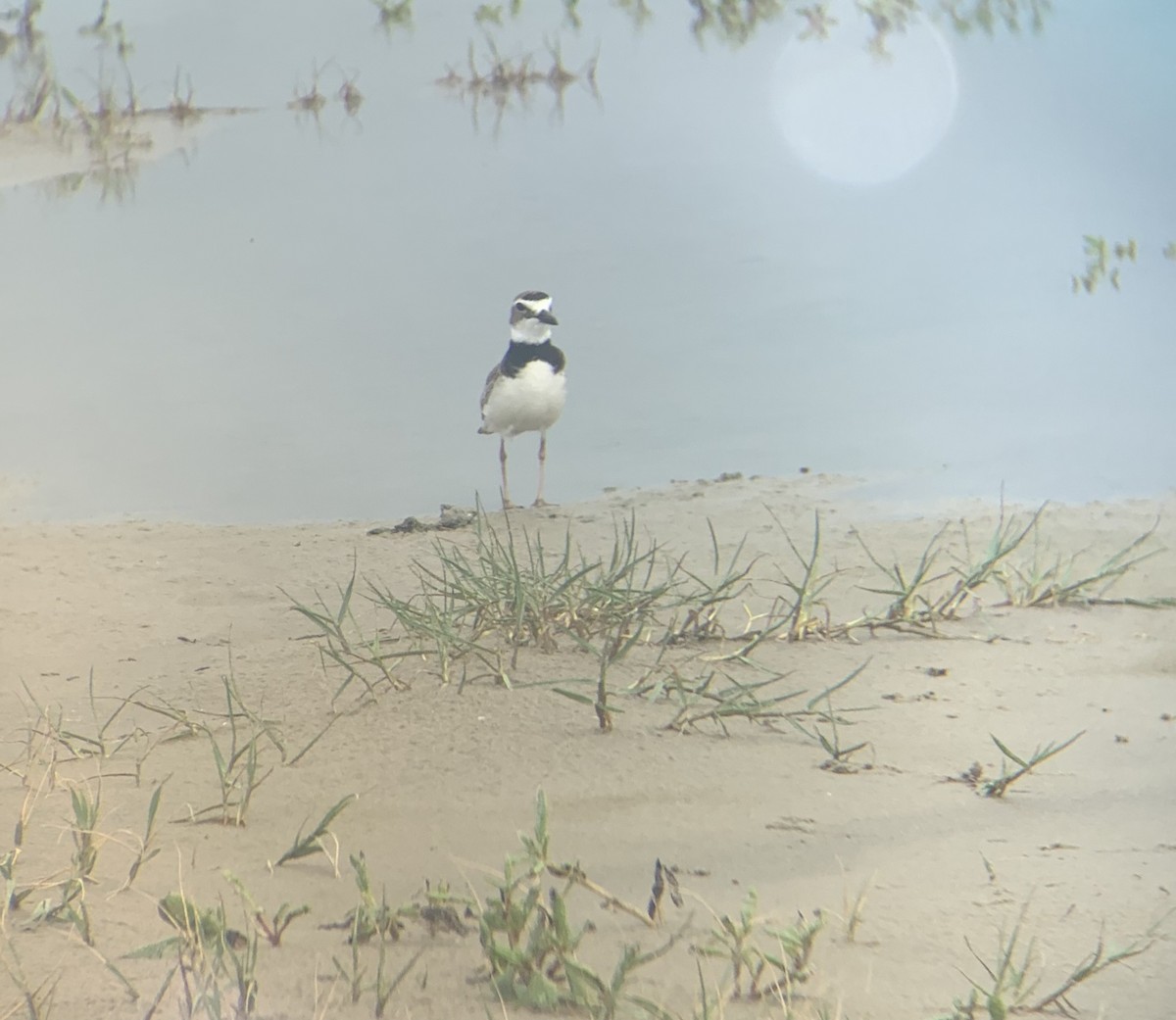 Wilson's Plover - Patrick Lister