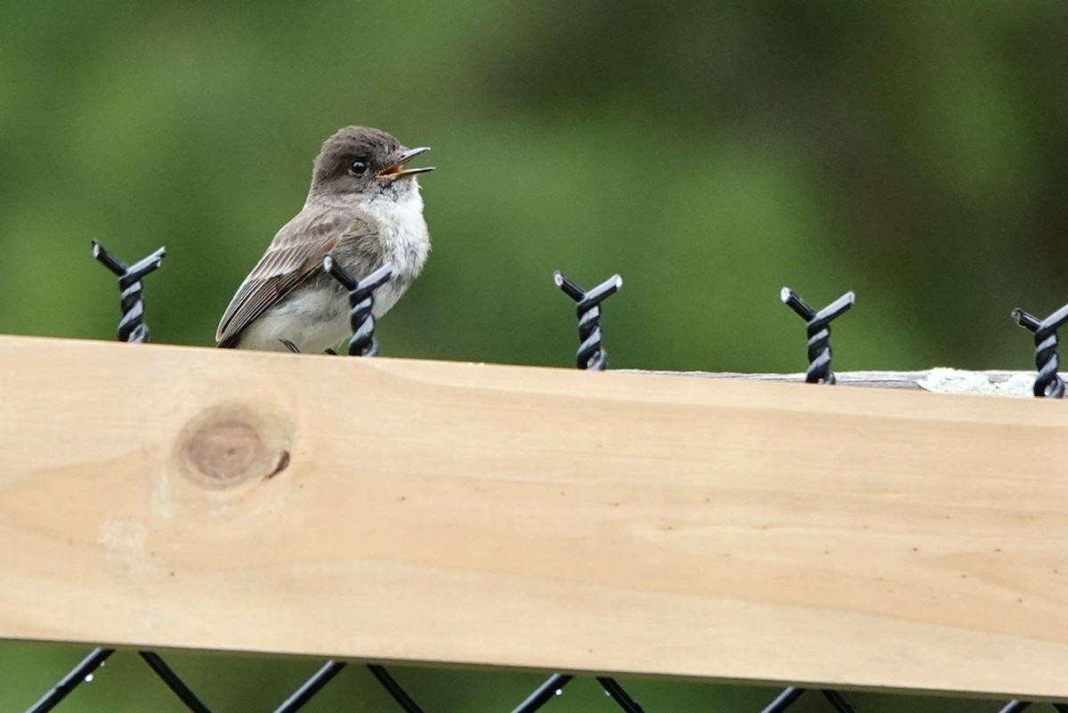 Eastern Phoebe - ML452923191