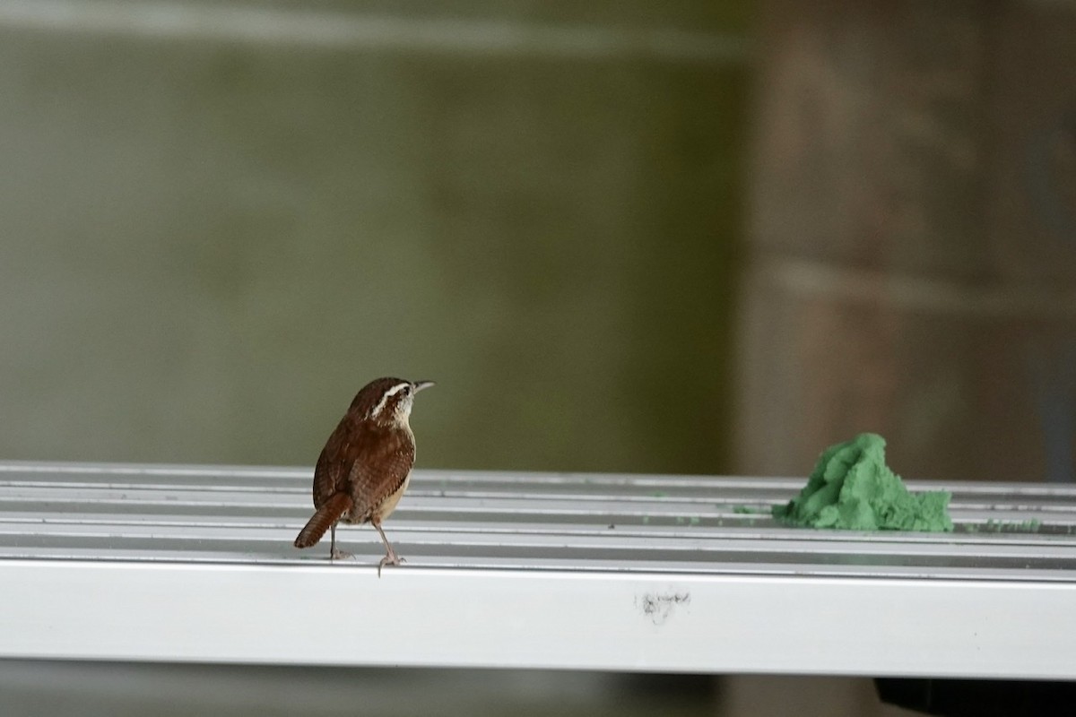 Carolina Wren - ML452923281