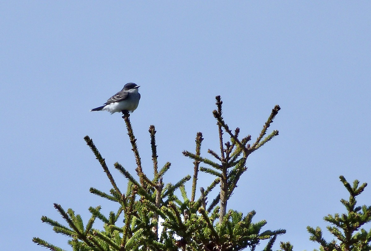 Eastern Kingbird - ML452923361