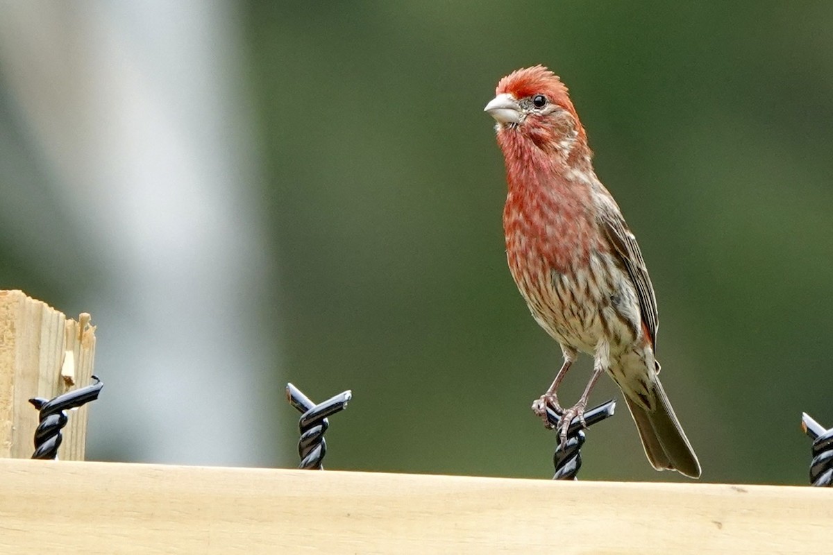 House Finch - ML452923441