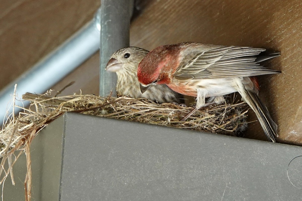 House Finch - ML452923521