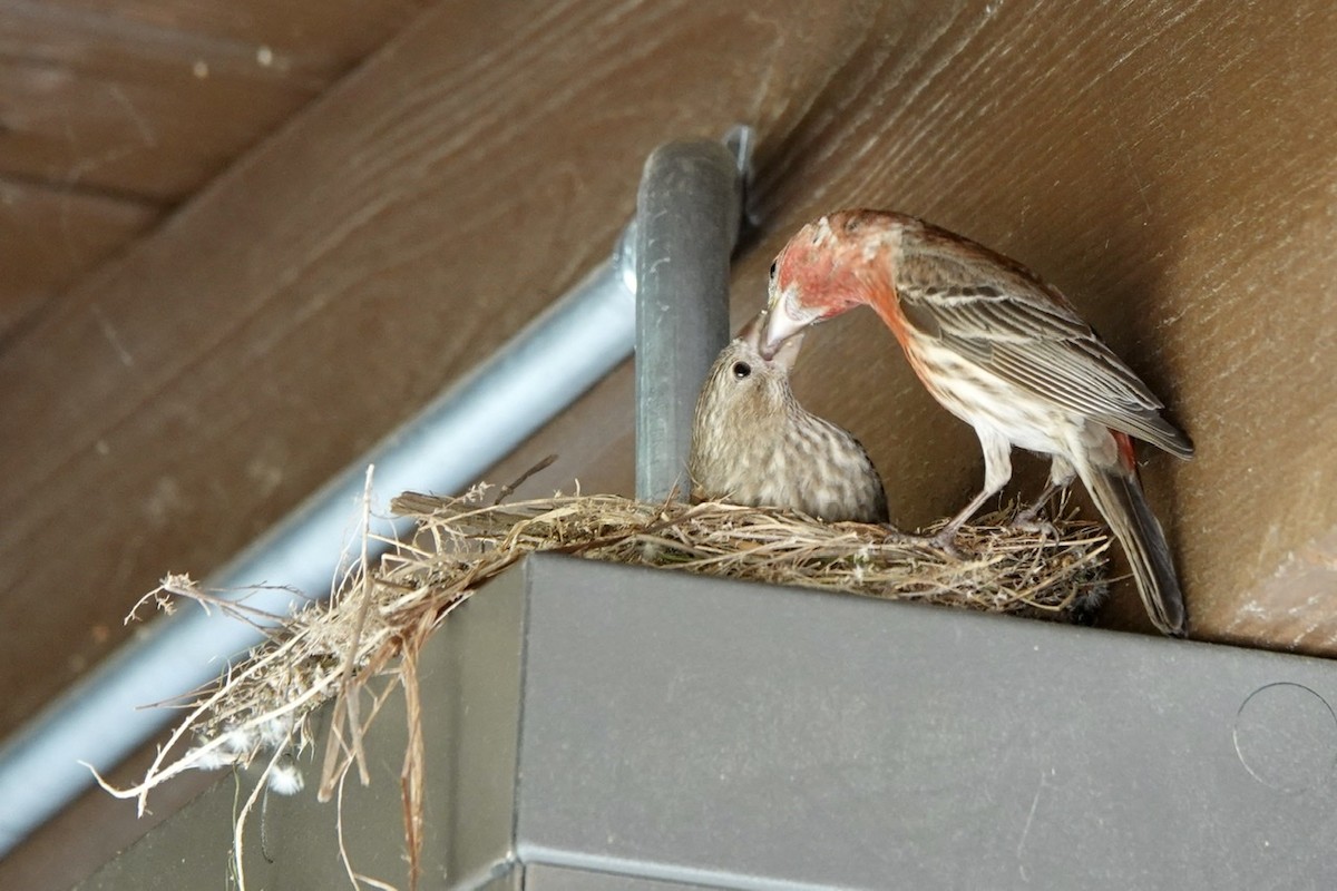 House Finch - ML452923531