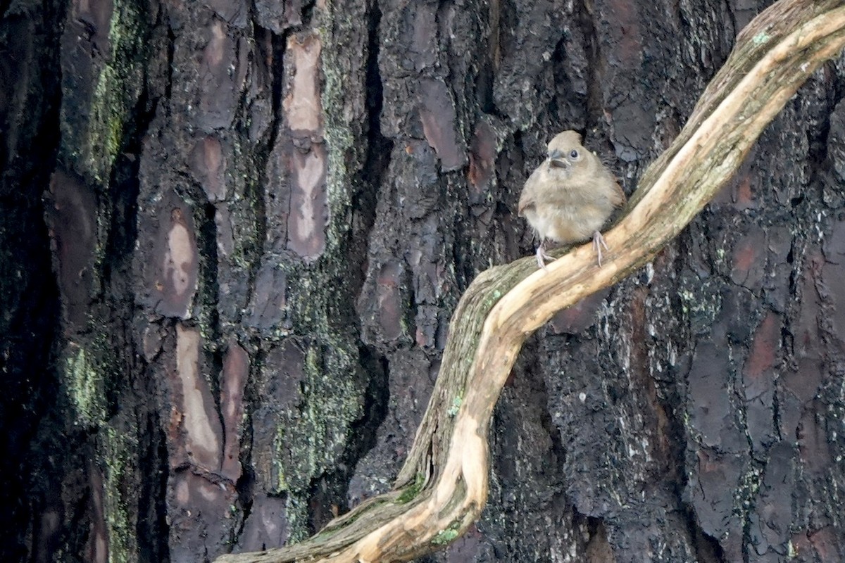 Northern Cardinal - ML452923681