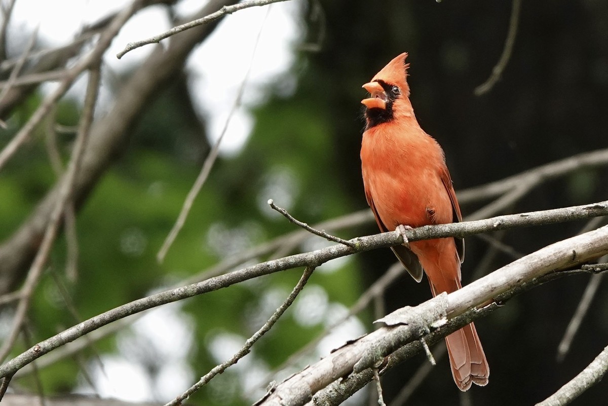 Northern Cardinal - ML452923721